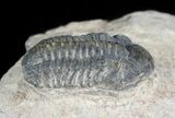 Small Reedops Trilobite - Lhandar Formation, Morocco #45590-3